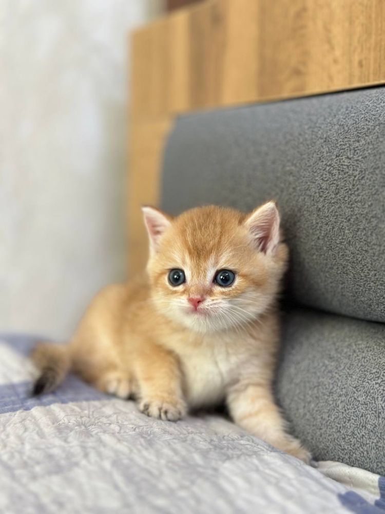 Продам котята британской шиншиллы.