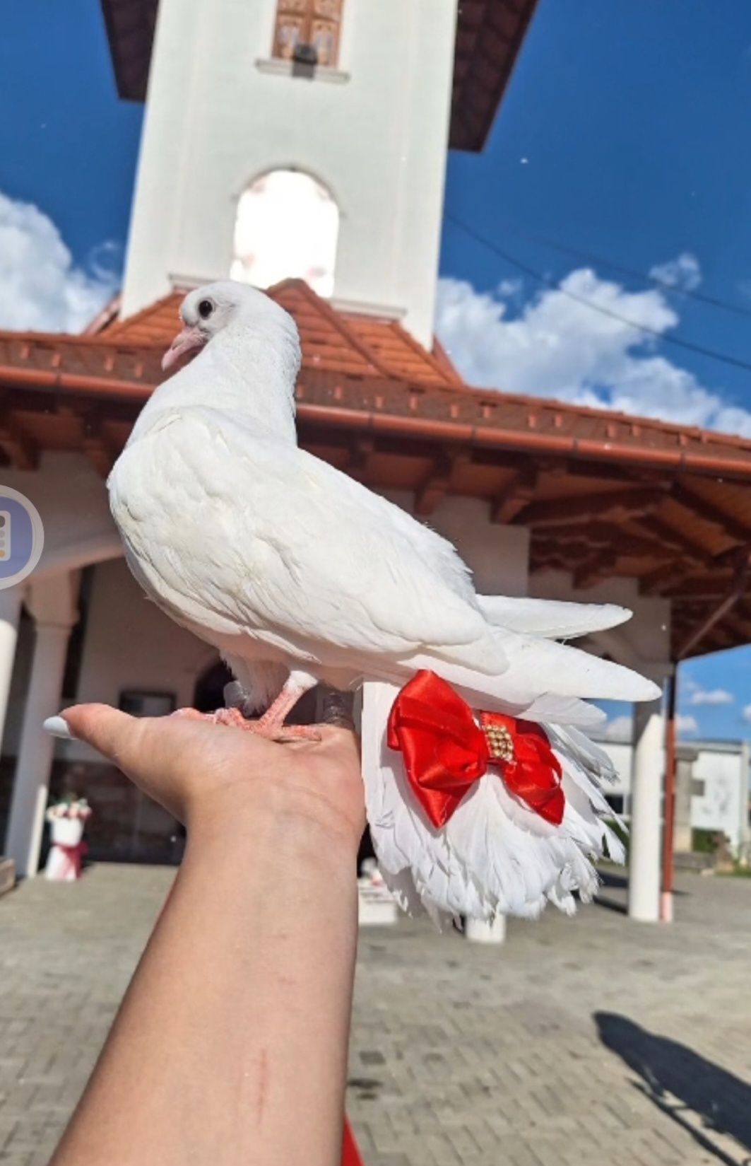 Porumbei evenimente
