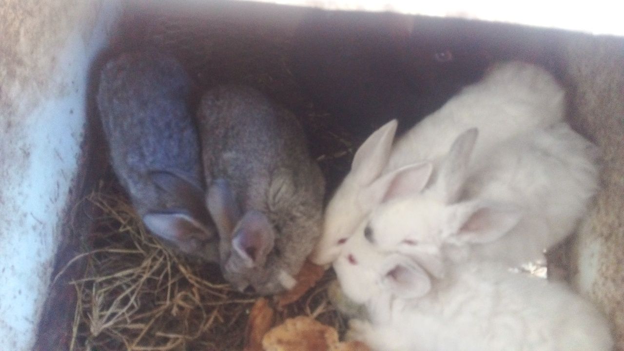 Zotdor quyon bolalar sotiladi arzon narxda sog‘lom garantiya