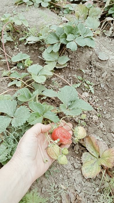 Ремонтантная клубника