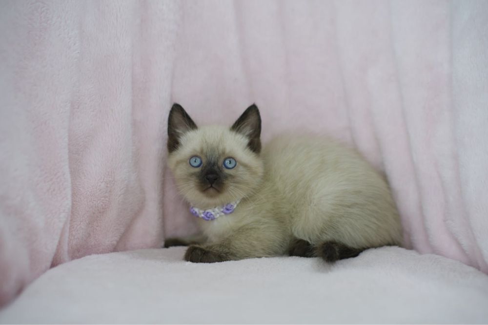 Сиамские котята мальчики