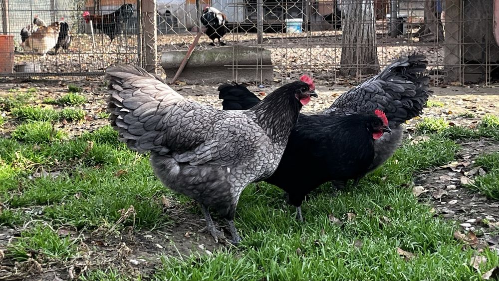 Australorp oua de incubat