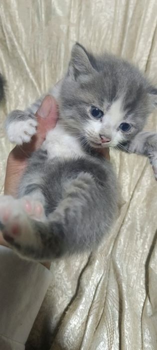 Котята отдам в хорошие руки, mushuk bolalari ishonchli qollarga berila