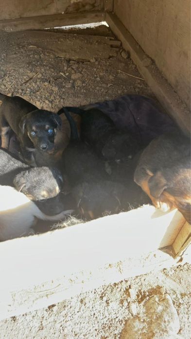 Күшіктер/щенки в добрые ркуи