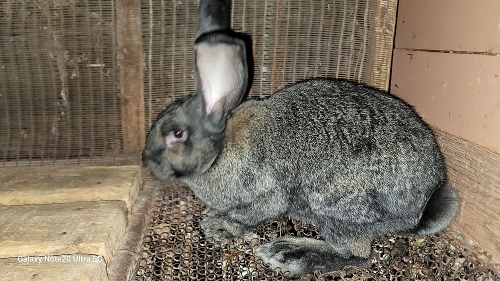 Russkiy velikan samka sotiladi!