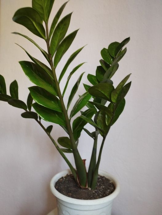 Продам цветы комнатные