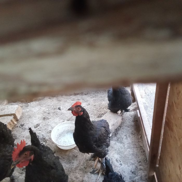 Tovuq xoʻroz 9 oylik