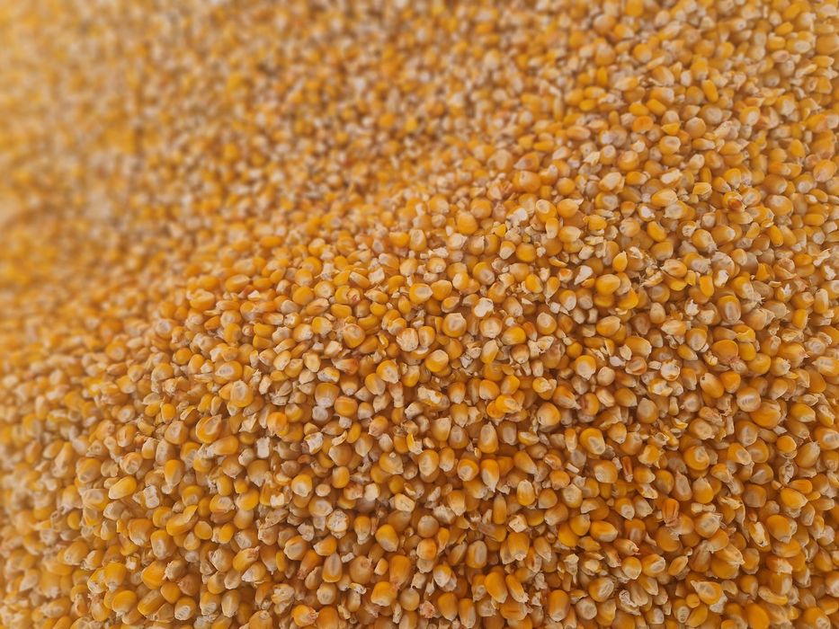 Porumb boabe producție  2025 ambalat la 40 kg