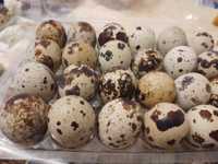 Oua prepeliță pentru incubat