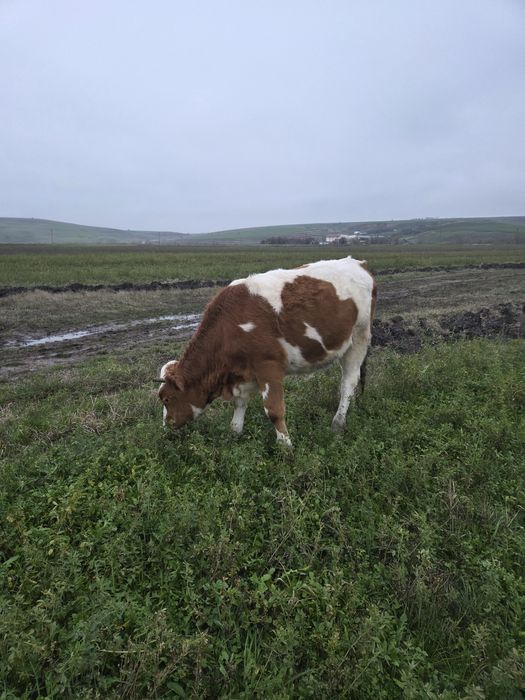 O vitea baltata si una holstein