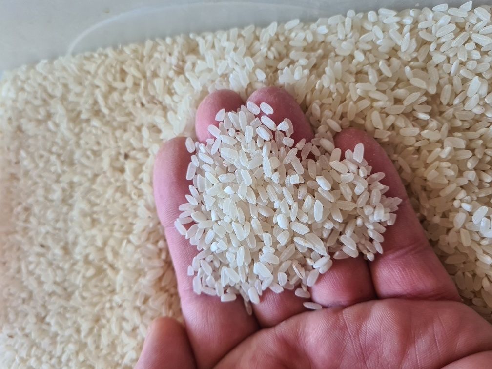 Продам рис оптом. Сорт Авангард