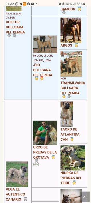 Femelă Presa Canario – 3 ani – Pedigree – Fiică directă din Doctor Bul