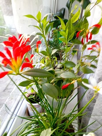 Эсхинантус комнатное растение