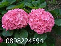 Хортензия -Hydrangea macrophylla Налични 4 вида