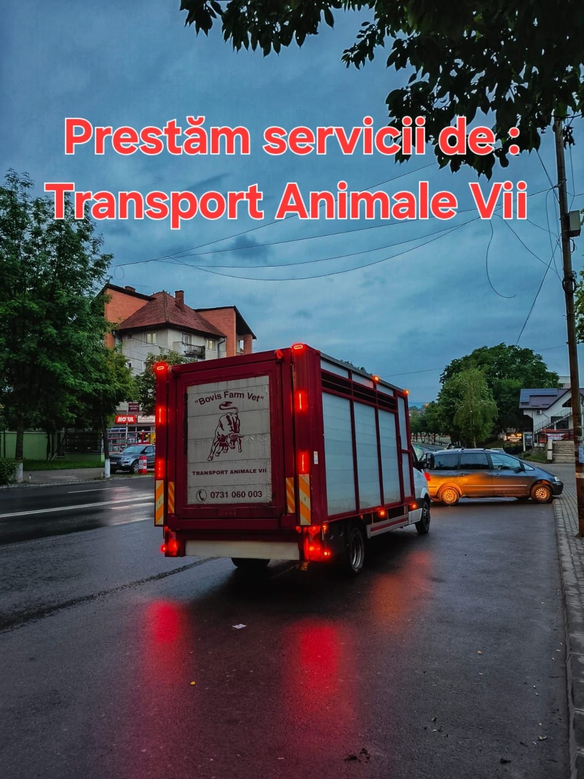 Transport Animale Vii