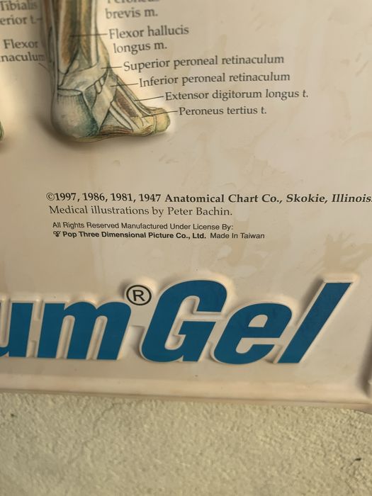 Planse anatomice sistem muscular si hipertensiunea