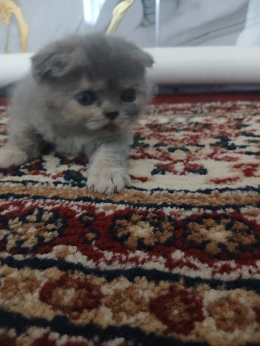 Zotdor mushuk bolalari