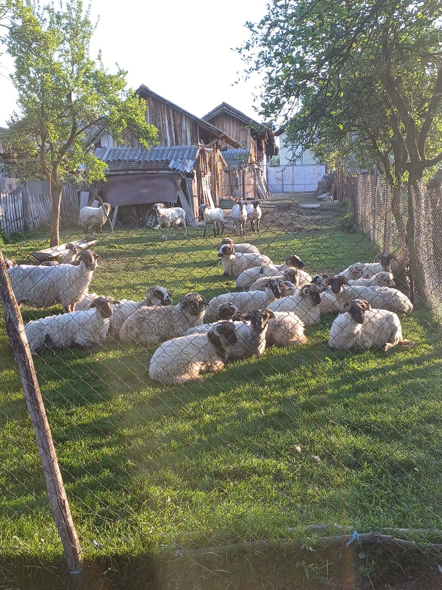 Vând miei pentru Paște