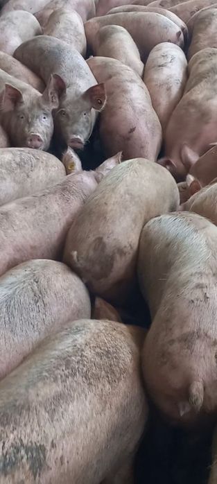 Продавам Бели Прасета