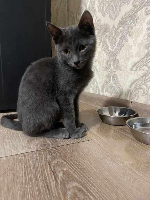 Скотиш страйт . Scotish strayt