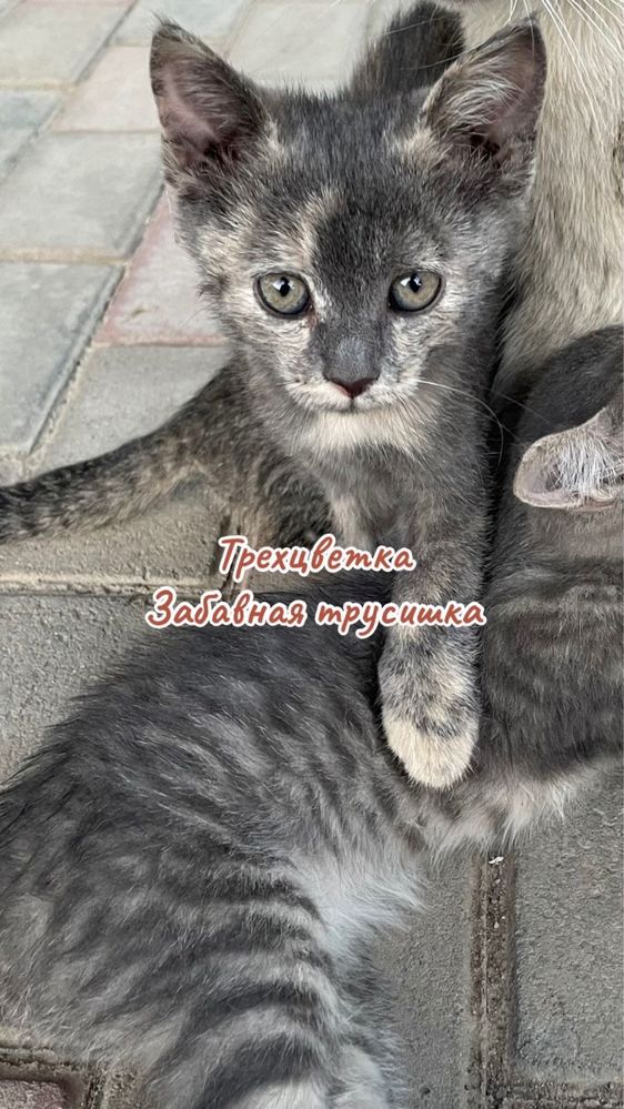 Котята ищут любящую семью
