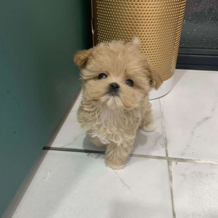Maltipoo Mini Toy