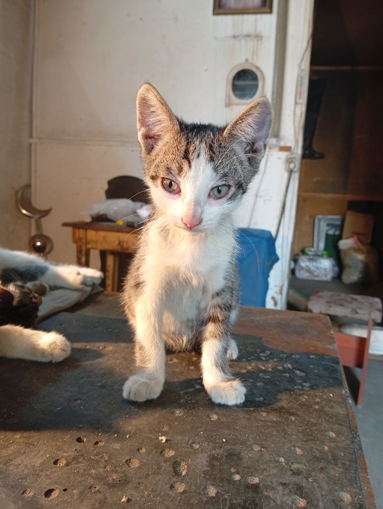 Котята ищут дом и добрых хозяев