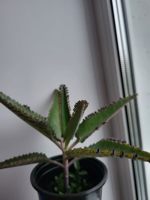 Каланхое Дегремона лекарственный