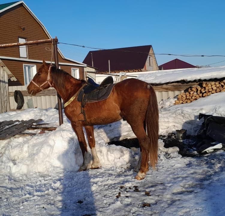 Продам табунного жеребца  7лет. Обучен в круг.