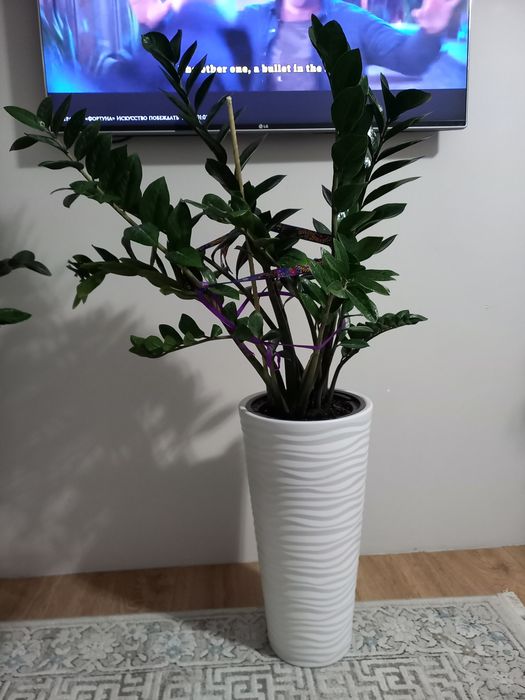 Комнатный цветок замиокульскас