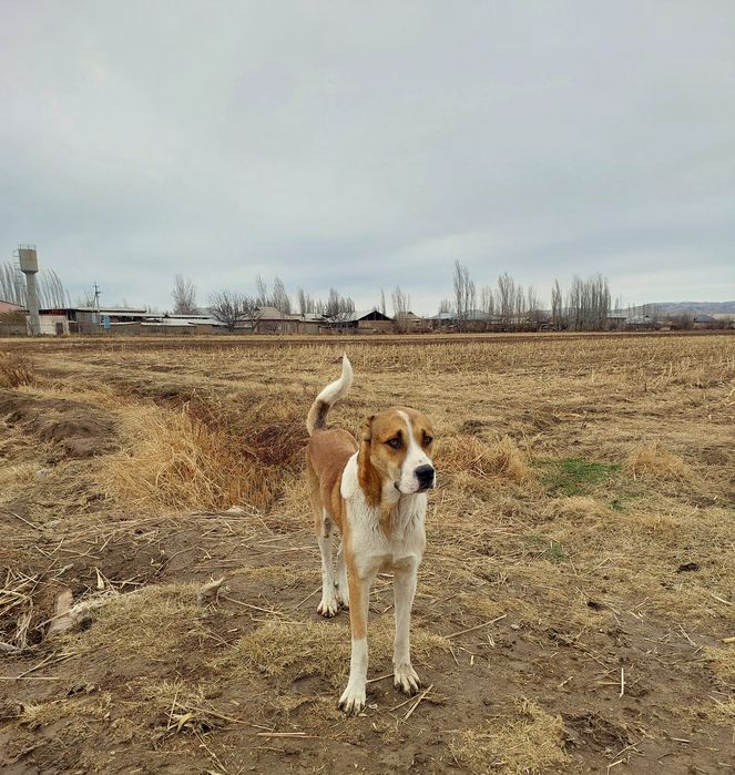 Продаётся Алабай мальчик 1 год 8 месяц  все отлично