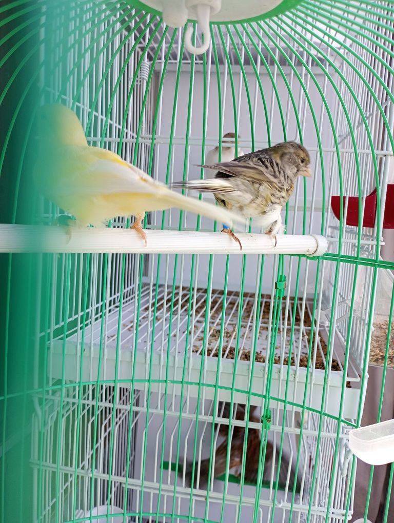 Vând.  5   perechi de canari.