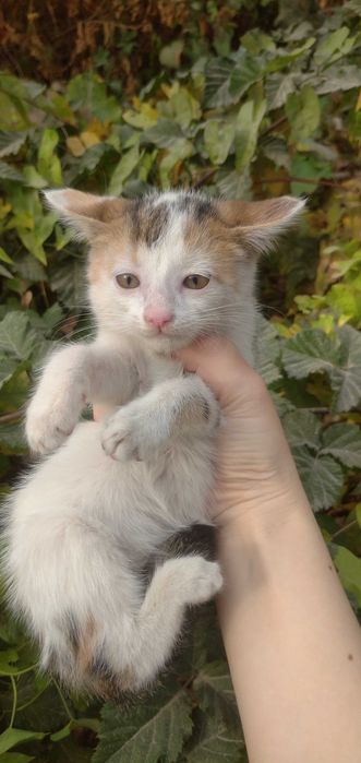Отдам в хорошие руки трёхцветного котёнка, который приносит счастье!