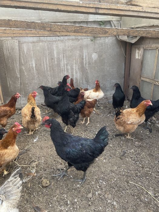 Продам черных кур и петухов