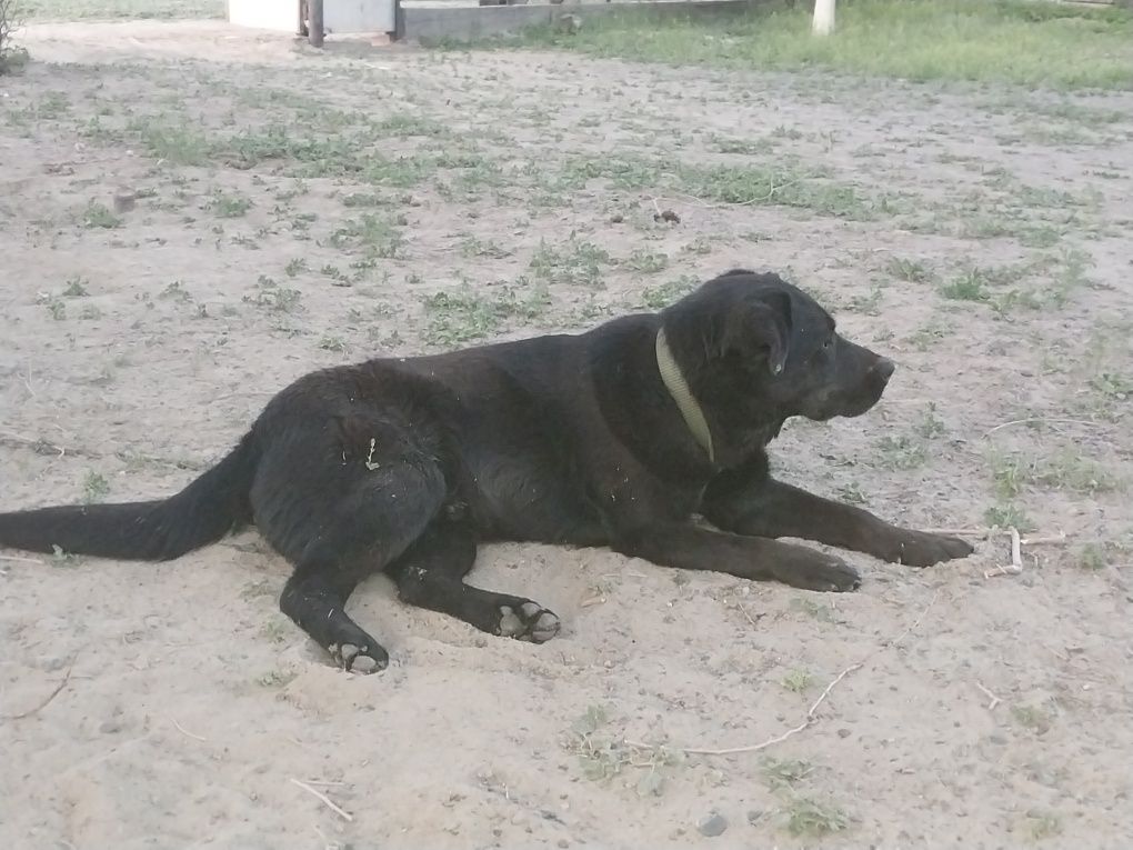 Собака лабрадор 8 месяц