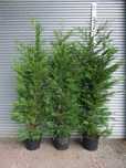 Leylandii de diverse dimensiuni