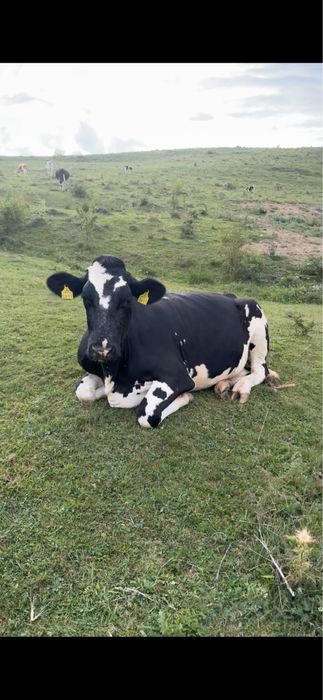 Ofer spre vanzare juninci holstein gestante!