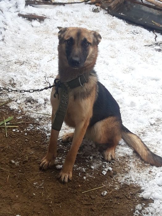 Продам немецкую овчарку девочка