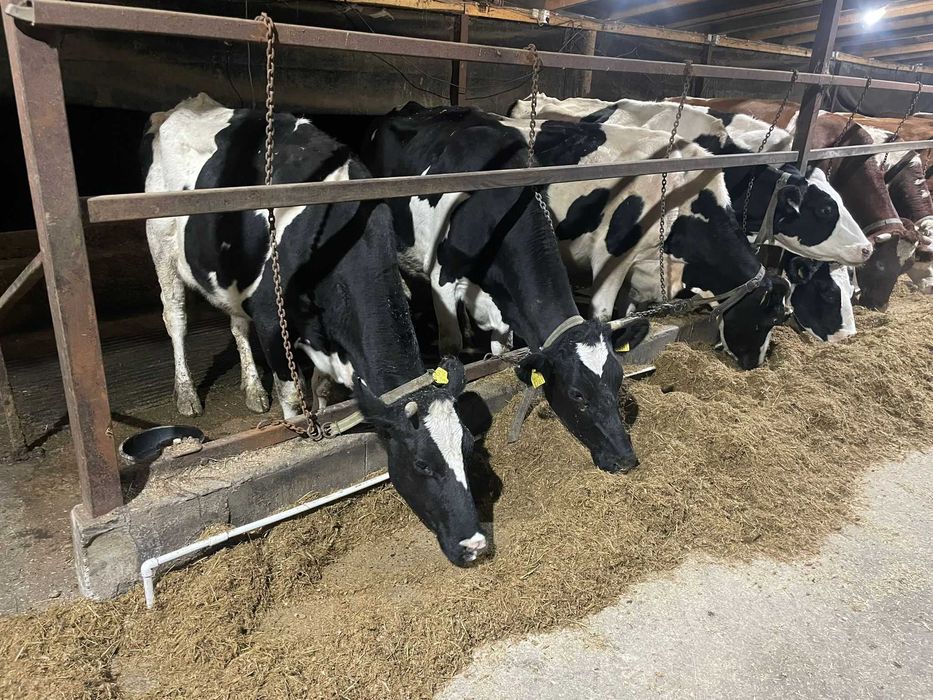 Femele- Holstein, cu gestatie avansata