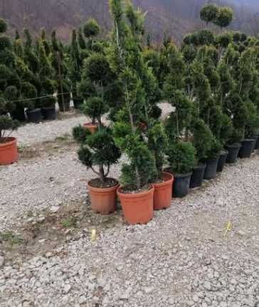 Tuia smarald Plante ornamentale leilandy Buxus