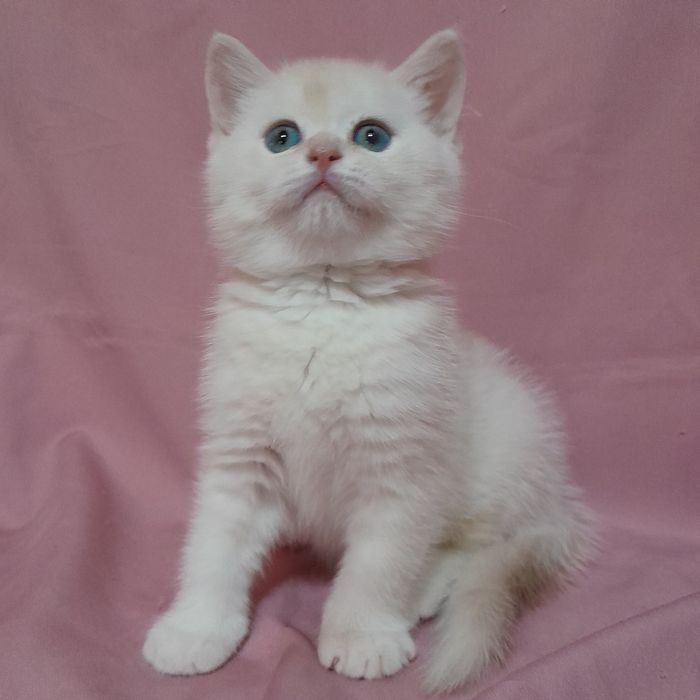 Продается  шикарный голубоглазый мальчик шиншилла,скотишстрайт.