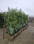 Leylandii chiparos verde de la 1m la 4m