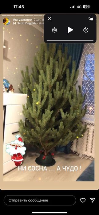 Елки новогодние живые