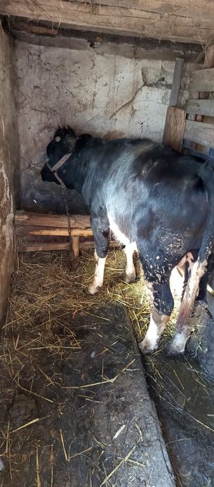 Vând vițel de carne