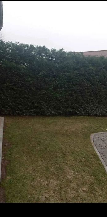 Defrisări/Cosmetizare Copaci/Gard Viu.