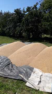 Vând  grâu si porumb, productie 2023