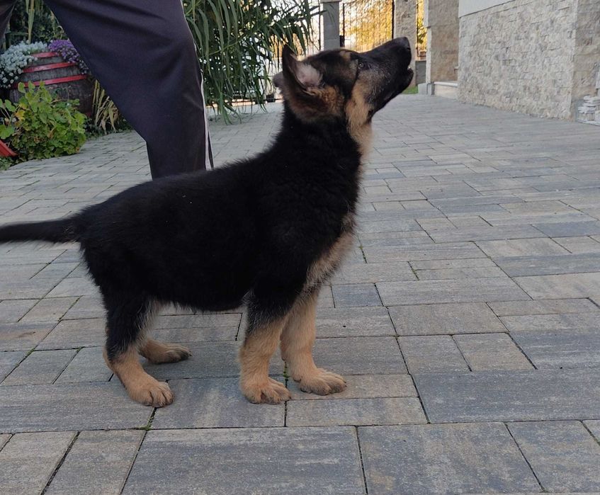 ciobanesc german femela