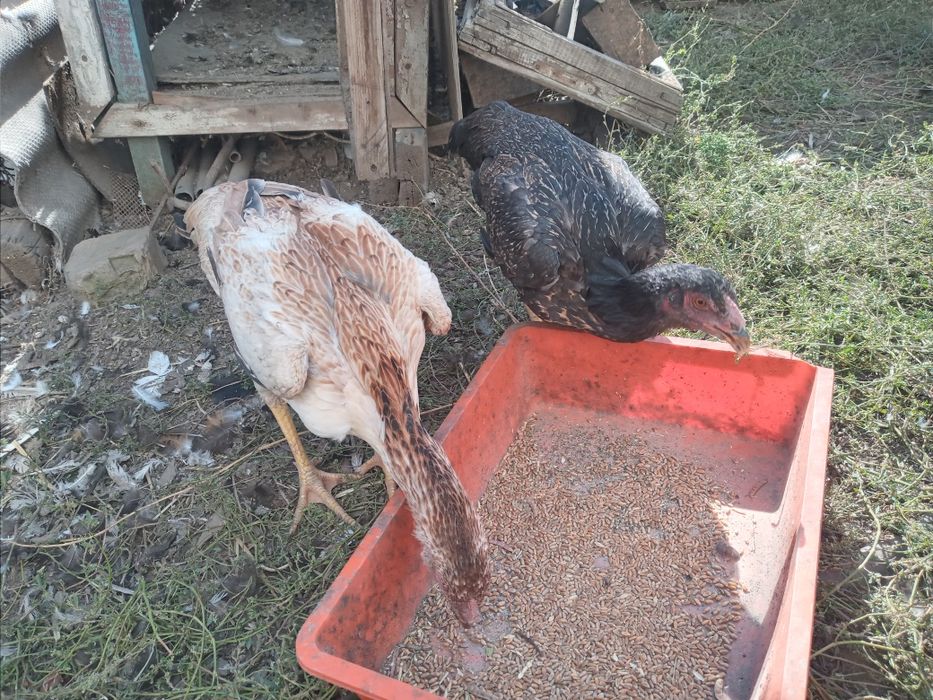 Продам курей бойцовский породы