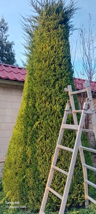 Archa kesish dorishlash