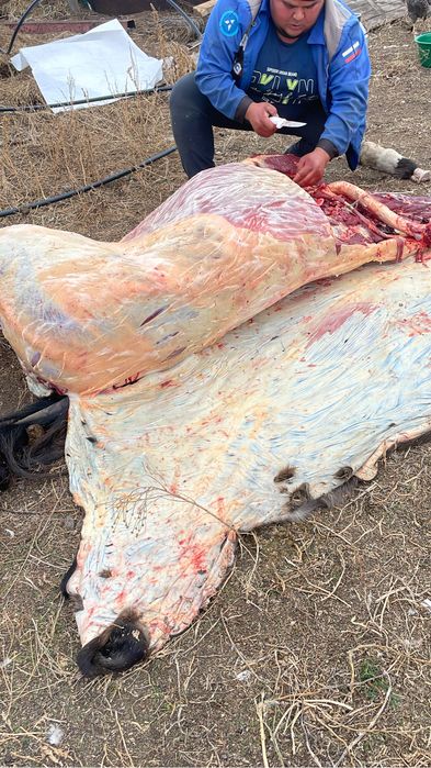 Продам лошадь согым